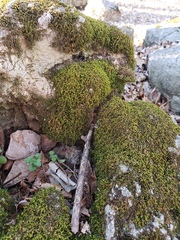 Bryophyta