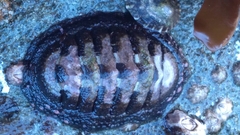 Chiton granosus