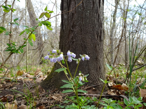 Polemonium reptans