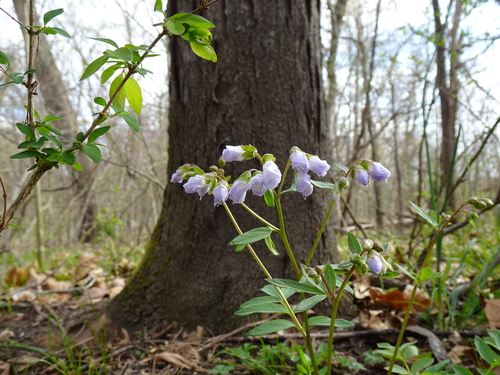 Polemonium reptans
