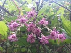 Aristeguietia glutinosa