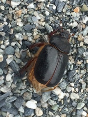 Pericoptus