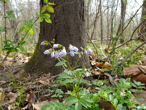 Polemonium reptans