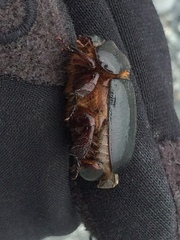 Pericoptus