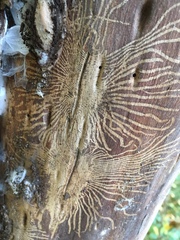 Scolytus