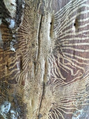 Scolytus