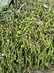 Bryophyta
