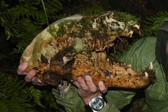 Ursus arctos sitkensis