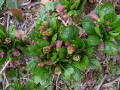 Scopolia carniolica