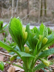 Scopolia carniolica