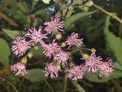 Aristeguietia glutinosa