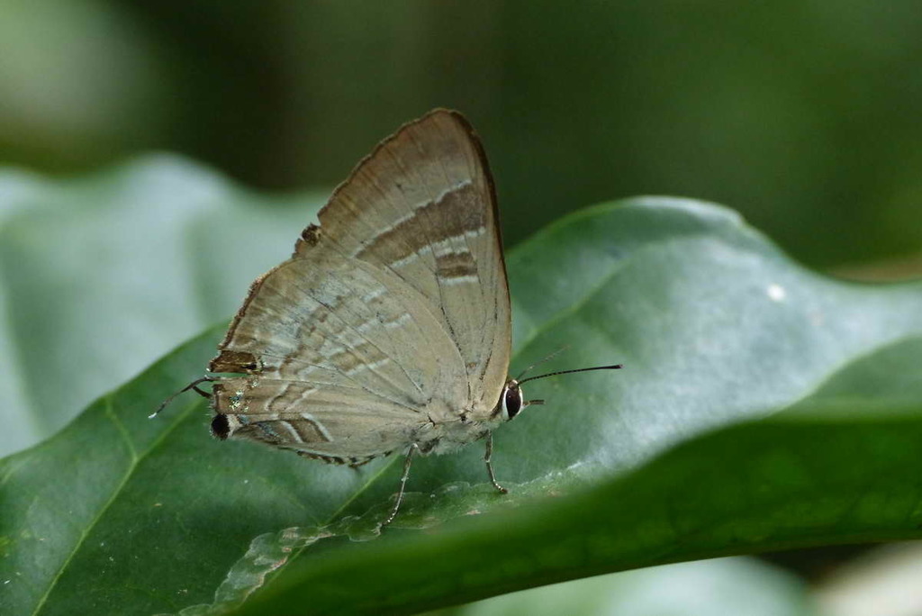 Deudorix littoralis (Deudorix littoralis)