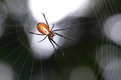 Leucauge grata