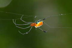 Leucauge grata