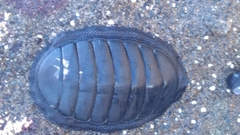 Chiton magnificus