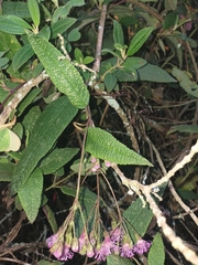 Aristeguietia glutinosa