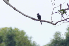 Peltops montanus