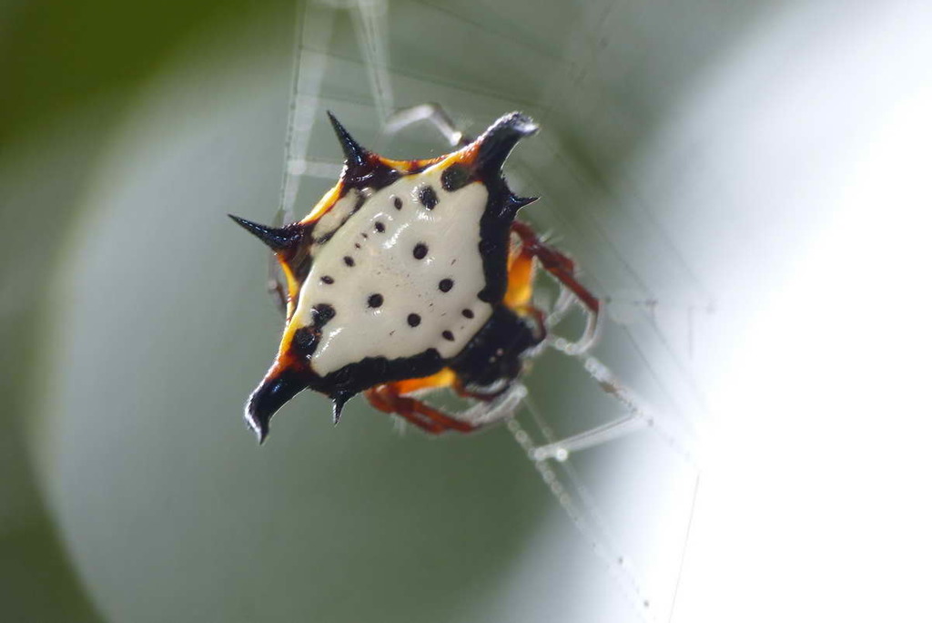 Gasteracantha crucigera