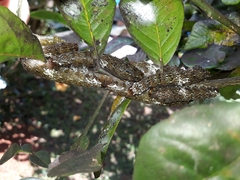 Heraclides anchisiades capys