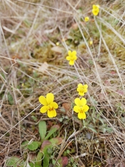 Viola langeana