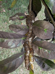 Heraclides anchisiades capys