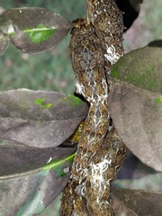 Heraclides anchisiades capys