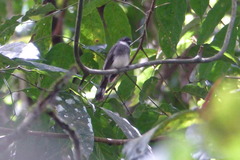 Rhipidura rufiventris