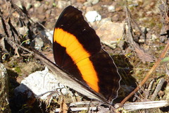 Yoma algina