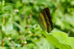 Yoma algina