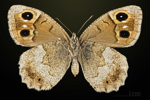 Tree Grayling
