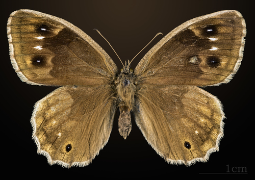 Tree Grayling