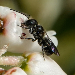 Protosmia rubifloris