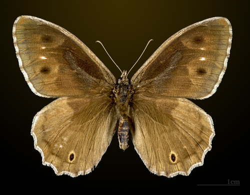 Tree Grayling