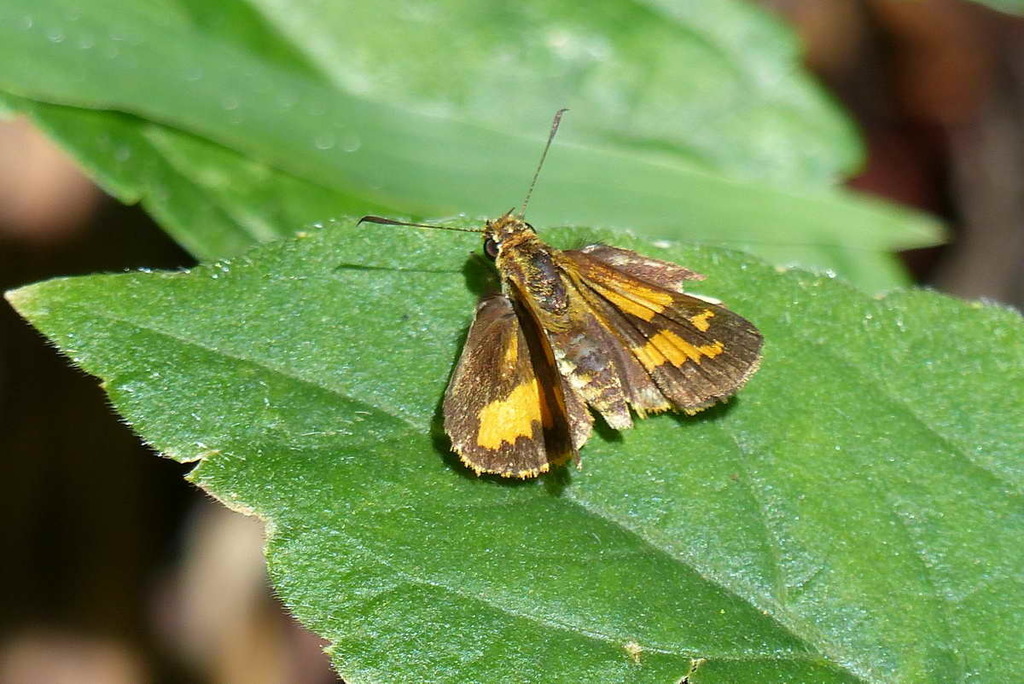 Ocybadistes papua