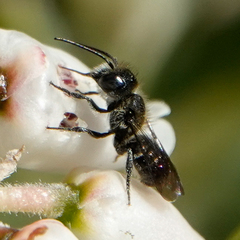 Protosmia rubifloris