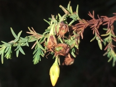 Hypericum laricifolium