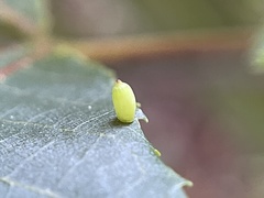 Caryomyia urnula image