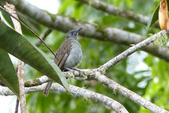 Pycnopygius cinereus