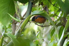 Pitohui dichrous