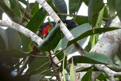 Psittrichas fulgidus