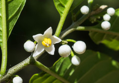 Solanum nigricans