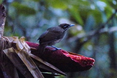 Cicinnurus magnificus