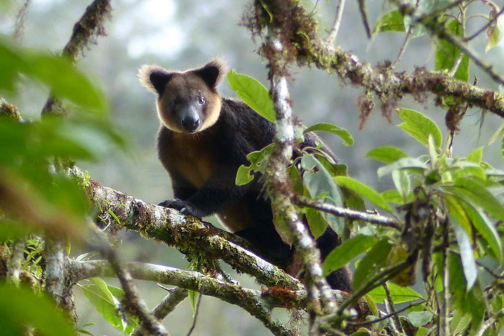 Vogelkop Tree Kangaroo
