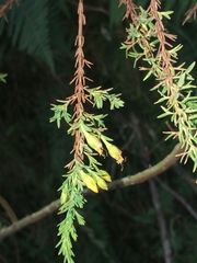 Hypericum laricifolium