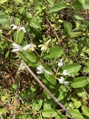 Lonicera japonica