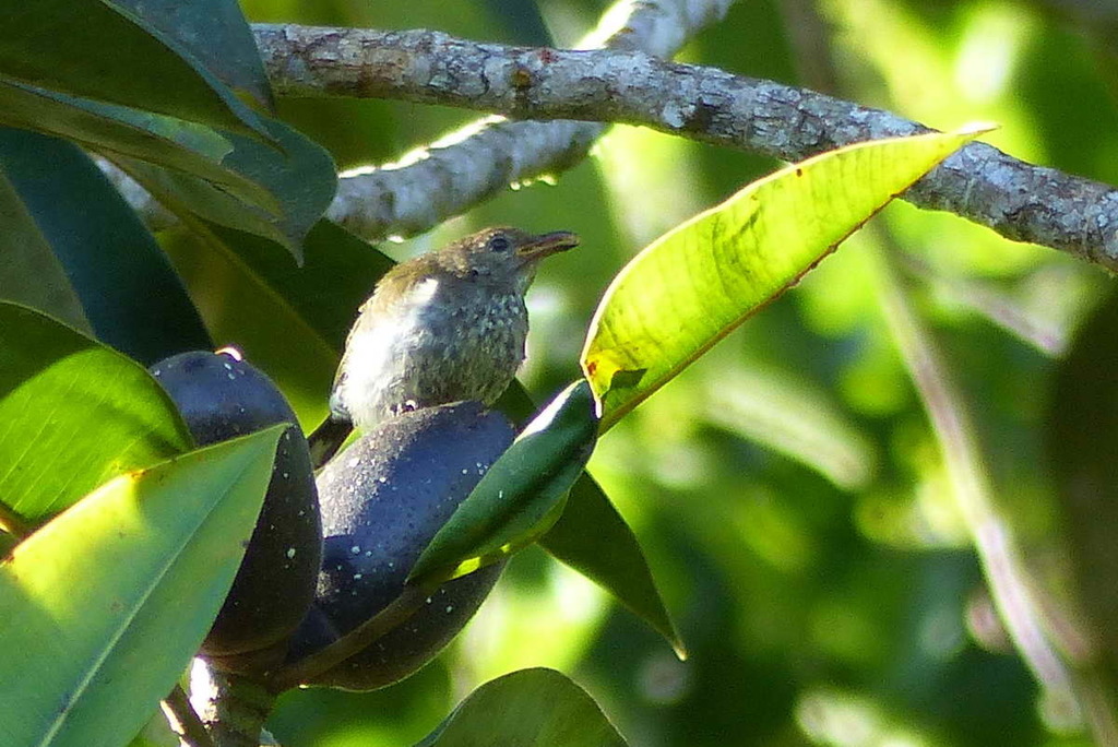 Spotted Berrypecker (Melanocharis piperata) photo