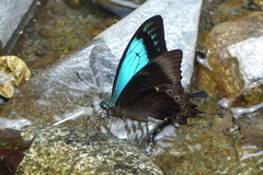 Papilio lorquinianus