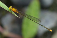 Pseudagrion silaceum