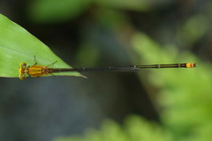 Pseudagrion silaceum