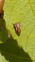 Ophiderma flavicephala